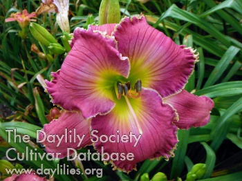 Daylily Bea’s Afternoon Delight